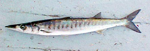 Pacific Barracuda fish picture 2