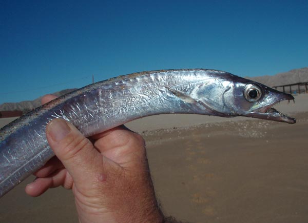Pacific Cutlassfish picture