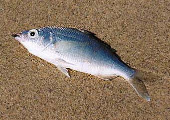 Pacific Flagfin Mojarra fish picture 3