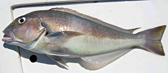 Pacific Golden-Eyed Tilefish picture
