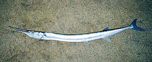 Pacific Needlefish fish picture