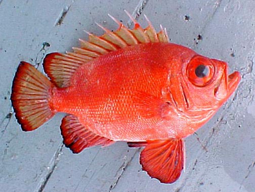 Popeye Catalufa fish picture