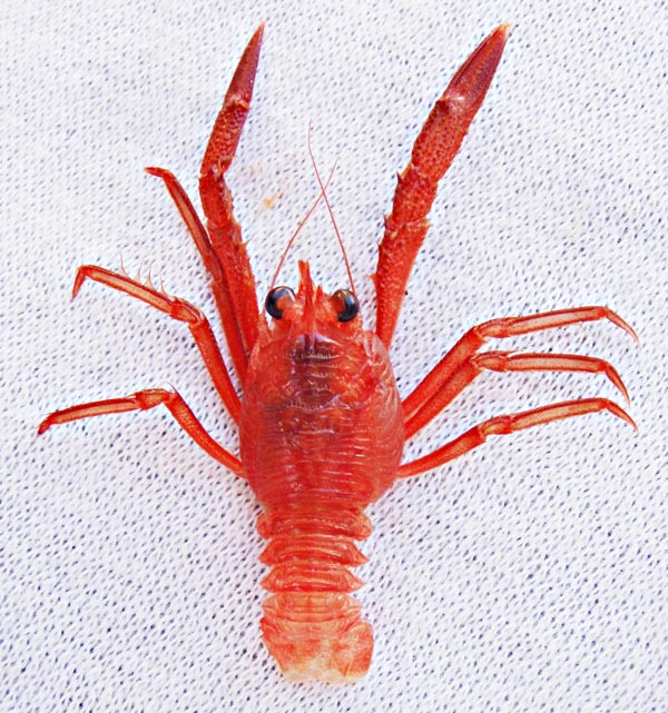 Pelagic Red Crab picture 1