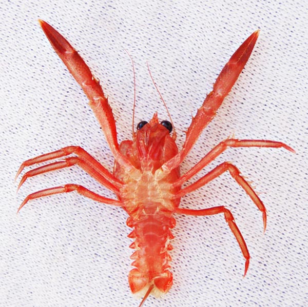 Pelagic Red Crab picture 2
