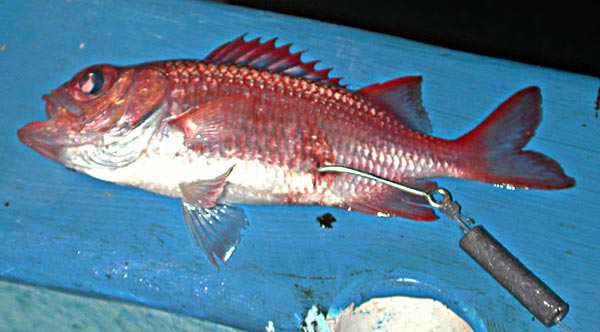 Panamic Soldierfish fish picture
