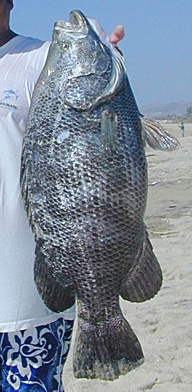 Pacific Tripletail fish picture