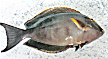 Purple Surgeonfish picture 2