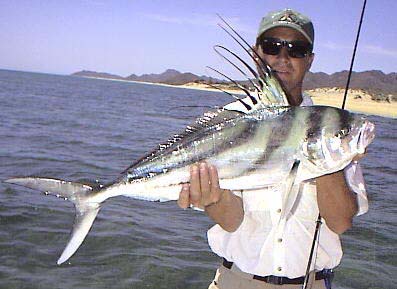Roosterfish fish picture
