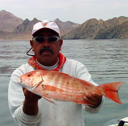Red Snapper picture 4