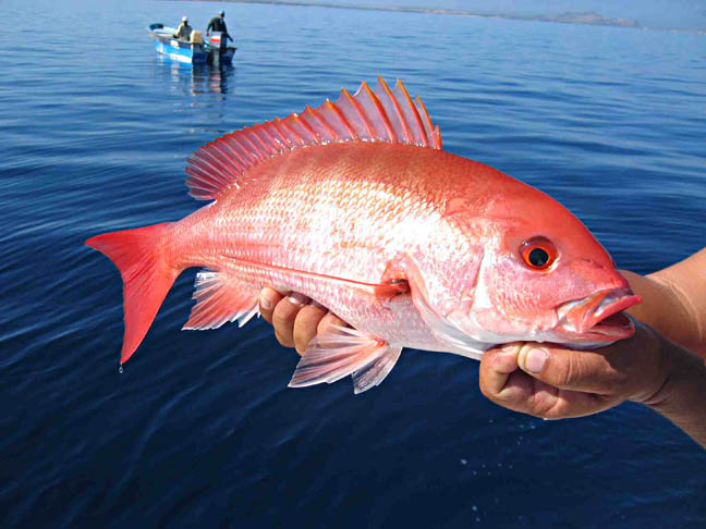 Red Snapper picture 1