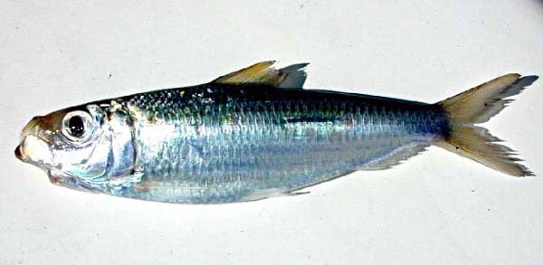 arenque fish