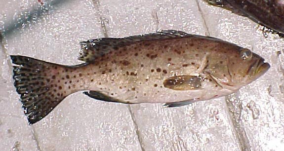 Sawtail Grouper picture
