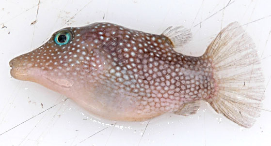  Spotted Sharpnose Pufferfish picture