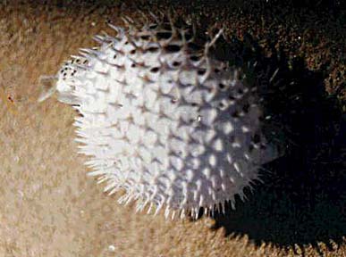 Spotted Porcupinefish picture 4