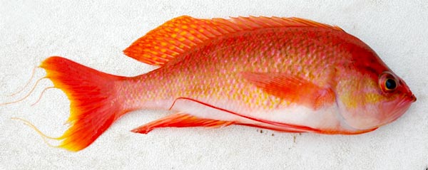 Threadfin Bass Photo 1