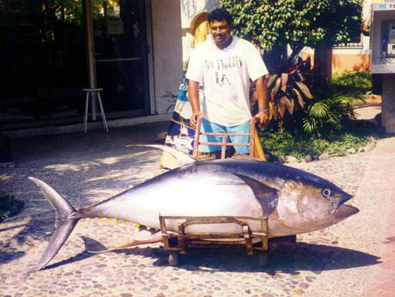 Photo of Capt. Roberto, with giant tuna at Ixtapa Zihuatanejo, Mexico.