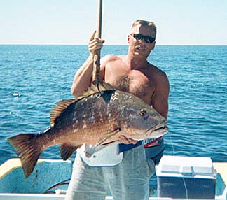 Barred pargo caught at La Paz, Mexico.