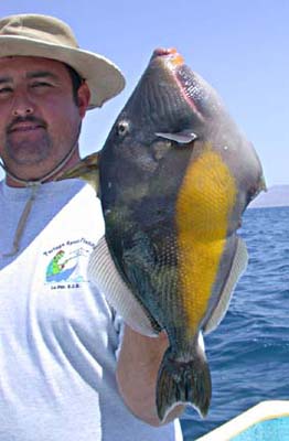 Photo, fishing at La Paz, Baja California Sur, Mexico.