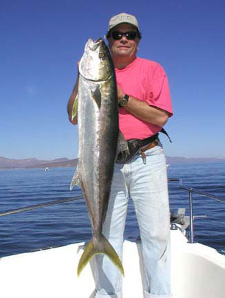 Photo of yellowtail caught while fishing at Loreto, Mexico.