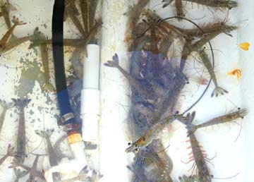Magdalena Bay Shrimp Bait Photo 3