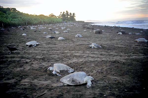 Sea Turtle Egg Harvest 1