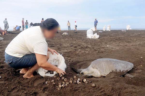 Sea Turtle Egg Harvest 2