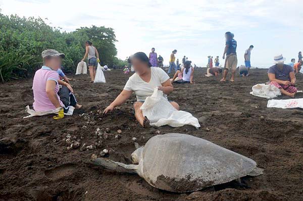 Sea Turtle Egg Harvest 4