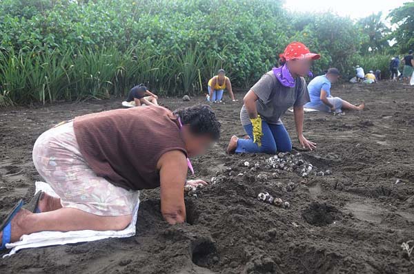 Sea Turtle Egg Harvest 5