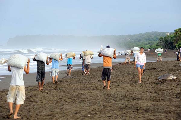 Sea Turtle Egg Harvest 6