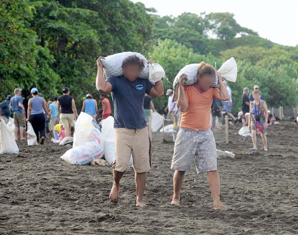 Sea Turtle Egg Harvest 8