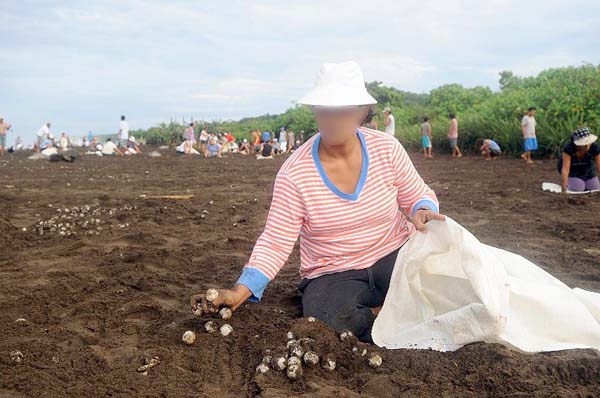 Sea Turtle Egg Harvest 10