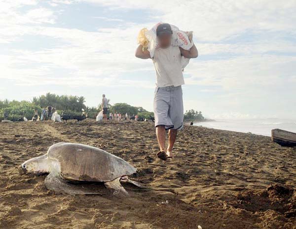 Sea Turtle Egg Harvest 12