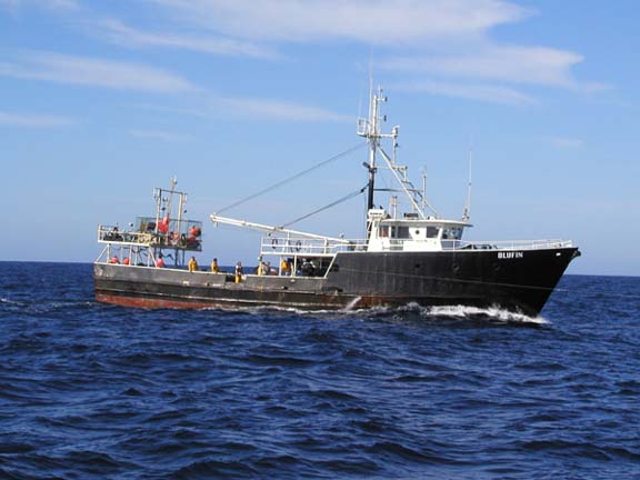 Photo of Blufin fishing at the Revillagigedo Islands, Mexico.