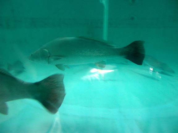 Photo of live totoaba, Ensenada, Mexico.