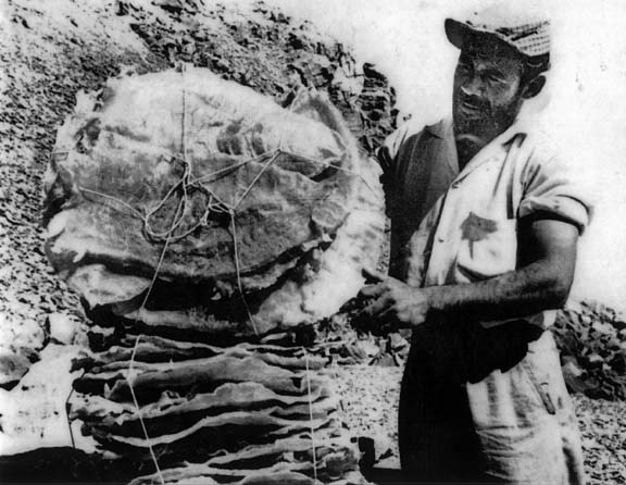 Photo of totoaba dried air bladders, northern Sea of Cortez, Mexico.