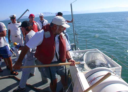 Photo of Gene Kira releasing totoaba, San Felipe, Mexico.