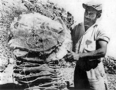 Photo, Totoaba dried air bladders, Sea of Cortez, Mexico.