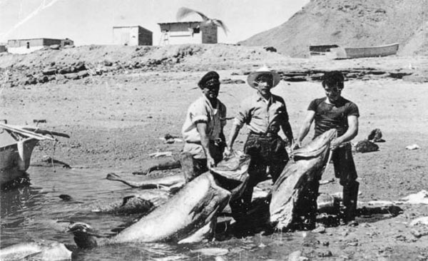 Totoaba caught about 1954 at Gonzaga Bay, Sea of Cortez, Mexico.