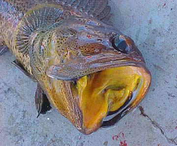 Big Mouthed Fish