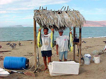 Yellowfin tuna