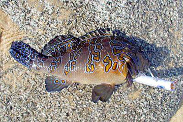 Fish Photo 1