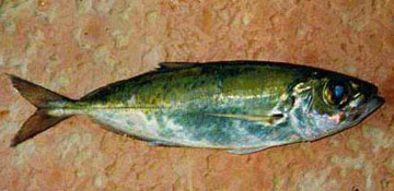 Fish Photo 1