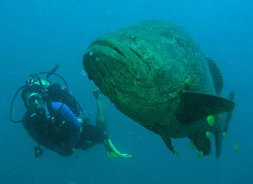huge jewfish