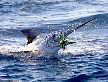 Mexico Sportfishing Photo 8