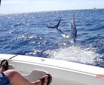 Cabo San Lucas Sportfishing Photo 1