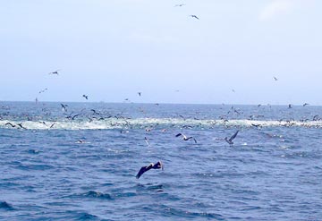 Puerto Vallarta Sportfishing Photo 3