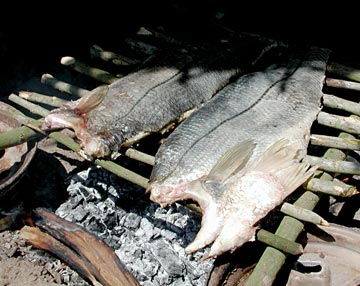 Magdalena Bay Snook Photo 1