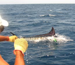 East Cape Mexico Fishing Photo 3