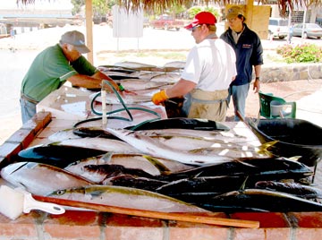 San Quintin Fishing Photo 1