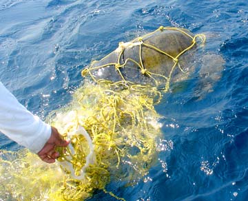 Sea Turtle Release Photo 1
